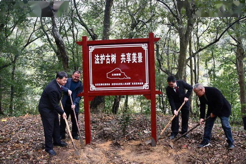 生态司法 以法为盾 守护古树