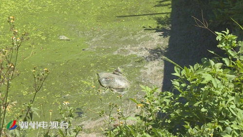 池水污臭 水植满塘