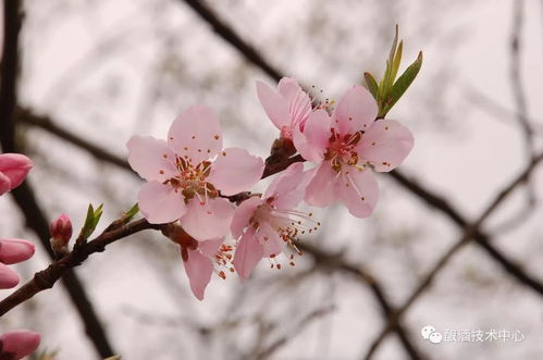 酿酒师徐燕萍 现场教你制作桃花酒 