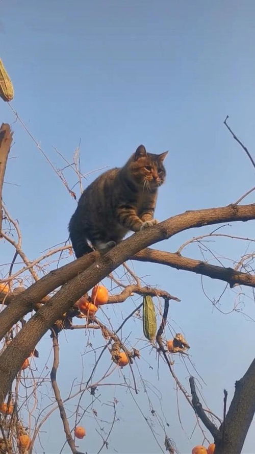 猫咪爬上树后不敢下来,男子得知原因后笑喷,网友 白长这么多肉