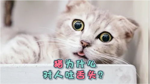 猫为什么对人吐舌头 