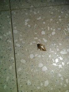 请问这是什么虫 在宿舍里发现的,会飞,好像在墙上还有灰色的虫卵 