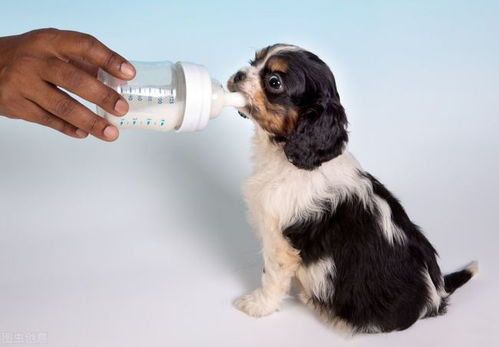 你的狗狗真的需要补钙吗 补钙过剩也是有危险的