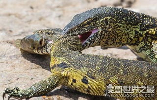 非洲最大的蜥蜴,尼罗河巨蜥饲养方法 脾气暴躁