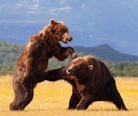 梦见和熊打架打赢了