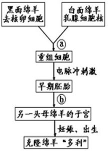 54.世界上第一只克隆绵羊 多利 的培育程序如下图所示.请看图后回答 1 写出图中 a .b 所指的细胞工程名称 a .b 2 多利 面部的毛色是 青夏教育精英家教网 