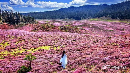 云南旅游,各地最佳旅游季节,你去对了吗