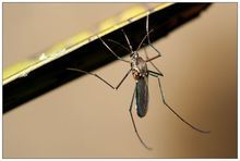 关于蚊子有什么冷知识 