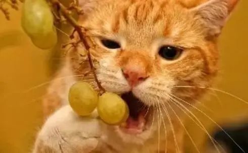 猫护 中秋节能和猫咪一起吃月饼吗 有哪些忌口的食物不能碰