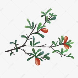 那些和圣诞有关的植物,圣诞卡片上结红色小果子的植物是什么？