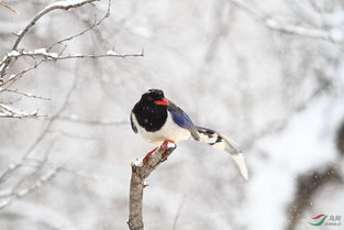 关于鸟儿在雪中的诗句
