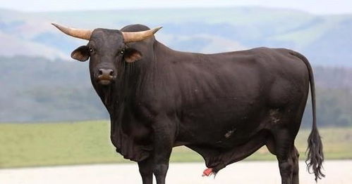 揭秘 生肖牛 的婚姻与命运,人到晚年指望谁 家里有属牛的速看