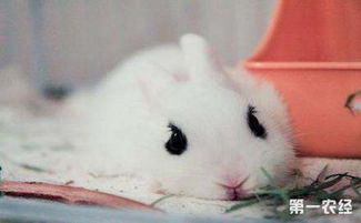 海棠兔怎么养海棠兔的生活习性