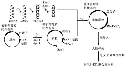 机器学习在显微技术领域的应用 