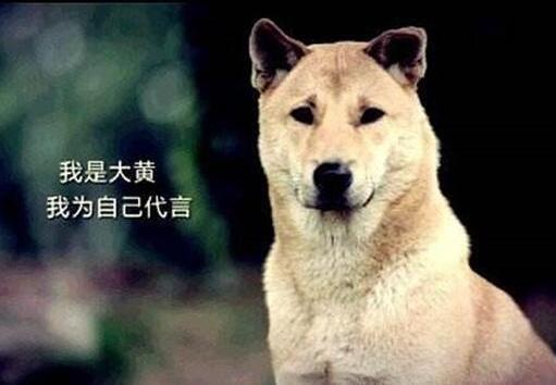 中华田园犬名片 七大款,款款经典有特色,不输外国狗