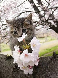 樱花和猫 仿佛整个世界都温柔了下来
