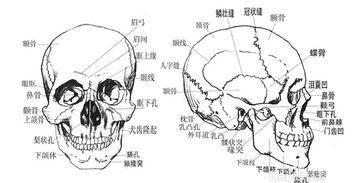 日式整骨有没有副作用