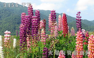 鲁冰花名字的由来 鲁冰花的花语