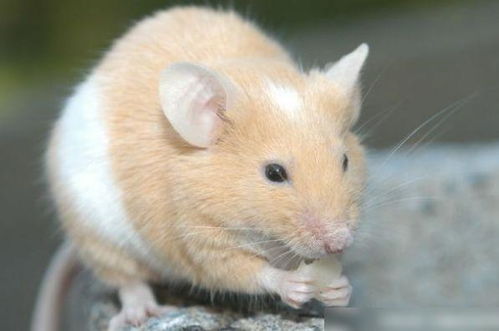 哪几个月出生的生肖鼠命运最好 哪年出生的属鼠人最好命 超准