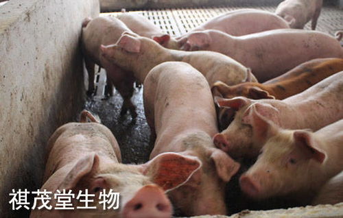 生猪量足,猪市行情低迷 推进生猪政策调控产能,应对新一轮猪周期