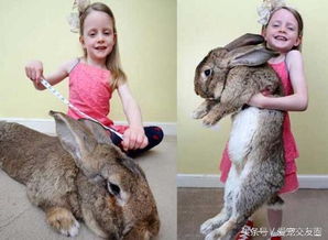 吉尼斯纪录世界最大的兔子,养一只要付出多少代价