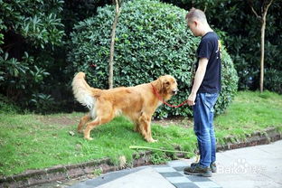 狗狗牵引随行 牵引绳训练的重要性及训练的方法 