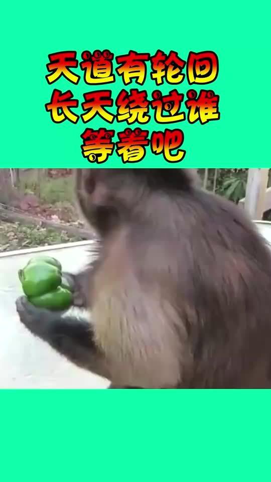 这就是为什么猴子的屁股是红的,就是因为抢东西吃,辣的 