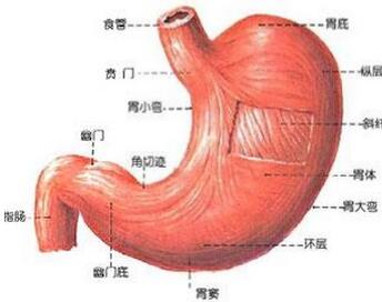 胃窦炎 胃窦炎有哪些症状表现