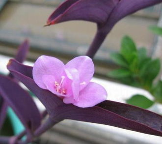 十大最美的紫色花 真正的紫罗兰花图片