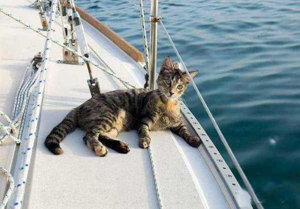 军事 猫是西方军舰的必备品吗 