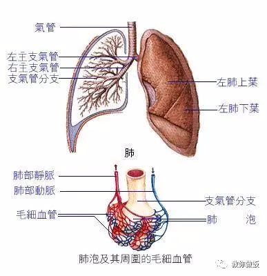 气管炎反反复复,一碗粥,治疗气管炎很简单