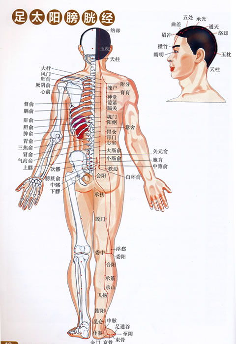 膀胱经位置图 搜狗图片搜索