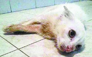 可怜流浪猫被厦门市民悉心照顾八个月 变身 白富美