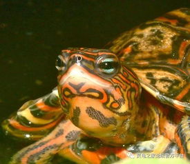 油彩木纹龟 哥斯达黎加木纹龟 