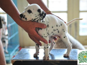 图 斑点狗幼犬,斑点狗多少钱一只 昌吉宠物狗 昌吉列表网 
