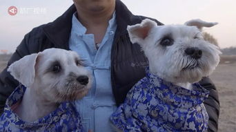 克隆宠物时代会到来吗 探秘北京某克隆狗公司,一只要价38万