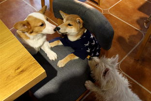 你见过狗狗咖啡厅吗 最小 员工 只有3个月 