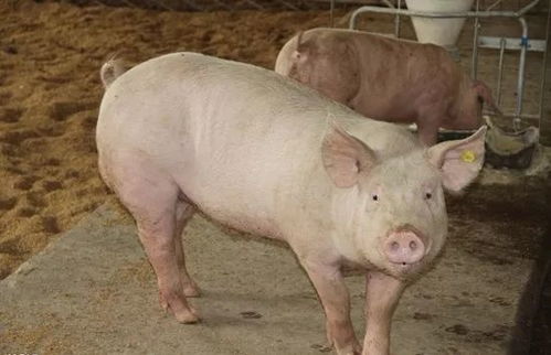 安池集团 预防猪群病毒性腹泻