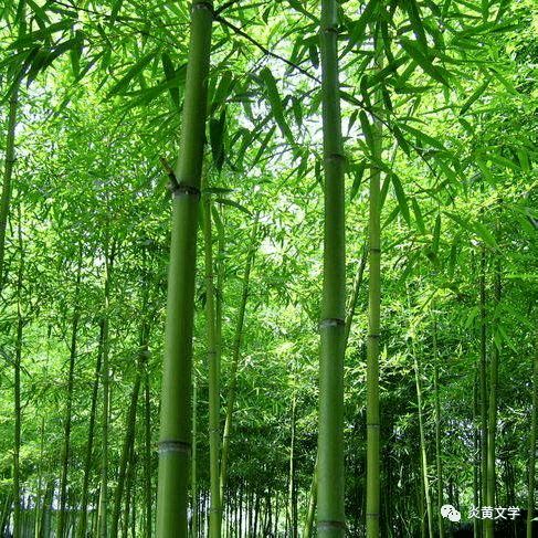 竹韵清幽倚楼听雨(瘦竹倚窗听雨求下联)