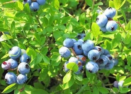 蓝莓喜阴还是喜阳光的植物,蓝莓树怎么养可以让主干变粗
