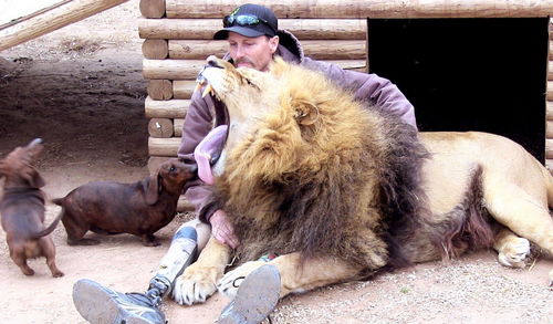 一只老狮子遭同伴孤立,却被管理员送来的狗改变了一生 