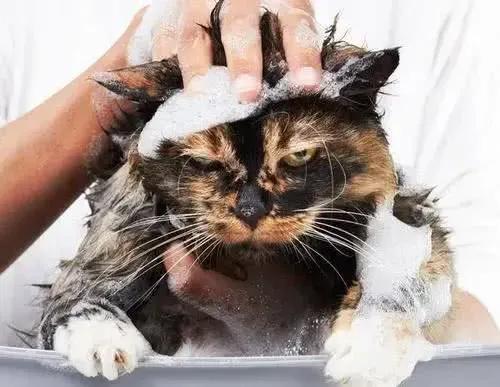 猫为什么不喜欢洗澡