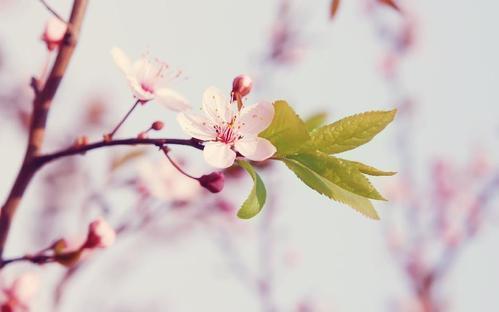 桃花是怎样授粉的 