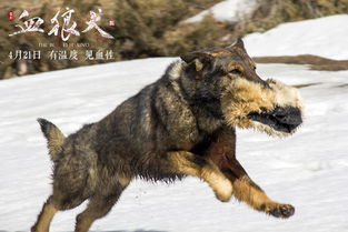 血狼犬 忠犬蓝波