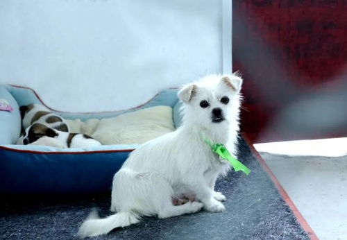 犬只收容救助 让滨州更有爱 180只狗狗在收容救助中心的幸福生活