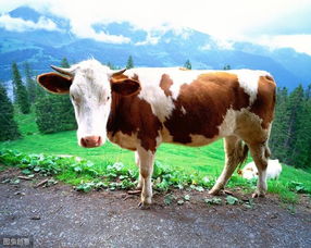 科尔沁牛繁殖期 育肥期该怎么喂
