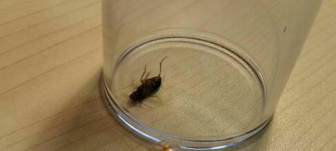 家里有蟑螂要如何处理 是什么原因造成的 