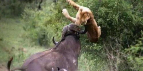 狮子疯狂攻击野牛,不料野牛突然转身,狮子直接悲剧了