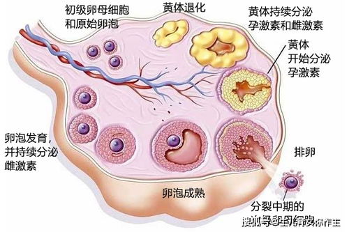 卵细胞，卵母细胞,卵泡,卵子,卵细胞有什么区别