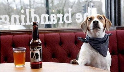 狗狗可以泡吧 美国研制出专供狗饮用的啤酒 